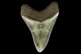 Fossil Megalodon Tooth - North Carolina #124352-2